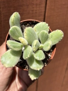 2.5” Variegated Cotyledon ‘Bear's Paw’ Succulent - Picture 1 of 5