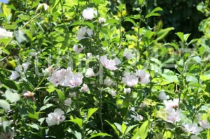 (5) Rose-of-Sharon ~Blushing Bride~ Pink Stem Branches/Cuttings Bush/Shrub/Tree - Picture 1 of 6