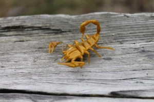 Handmade Glass Miniature Scorpion , Animals Glass, Art Glass, Blown Glass - Picture 1 of 9
