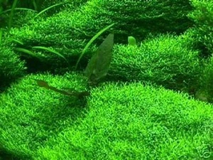 Unterwassergras෴෴ Wasserrasen für´s Aquarium & Teich - immergrüne Wasserpflanze - Bild 1 von 2