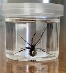 2 nasse Exemplare ECHTE Latrodectus hesperus SCHWARZE WITWE KONSERVIERTE SPINNE Phiole Kurios - Bild 1 von 7