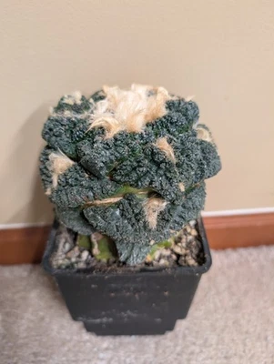 Ariocarpus Godzilla Huge Graft - Image 1 of 4