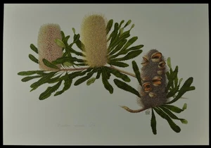 Celia Rosser Banksia Lithograph Print SERRATA Limited Edition 760mm x 560mm - Picture 1 of 1
