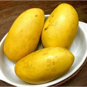 Rare Carabao Mango Guineas Book Certified Sweetest Variety! Manila - Philippines - Picture 1 of 2
