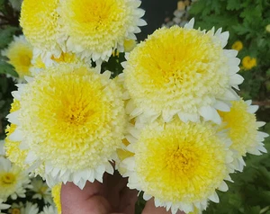 Powder Puff Chrysanthemum x 1 Plant - Perennial Cut Flowers Cottage Garden - Picture 1 of 6