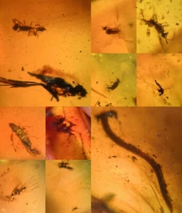 10 pieces authentic Myanmar insect Amber specimen fossil dinosaur age 5.27-33 - Bild 1 von 12