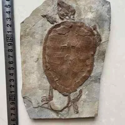 Real Turtle Fossil Rare Chinese Best Triassic Keichousaurus Collection - Image 1 of 3