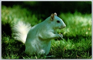 Postcard Illinois White Squirrels of Olney IL - Picture 1 of 2