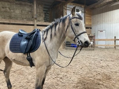 sillín doma Foto 1 de 4