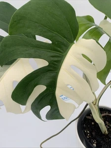 💕HALF MOON! Monstera deliciosa var Borsigiana Variegated Albo Established plant - Picture 1 of 11