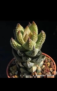 Haworthia reinwardtii 5cm diameter Succulent - Picture 1 of 5