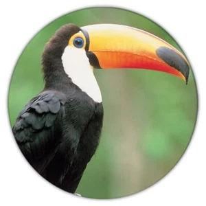 Montaña rusa de regalo: pájaro tucán animal tropical ecología naturaleza aviario - Imagen 1 de 10