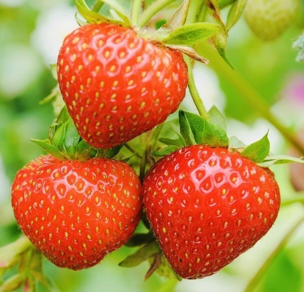 150+ Everbearing Strawberry Fruit Seeds NONGMO Fresh Harvest USA - Image 1 of 1