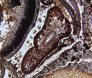 OSMUNDA fern - full of ingrown roots !! microscope slide Thin Section Trimmelkam - Picture 1 of 12