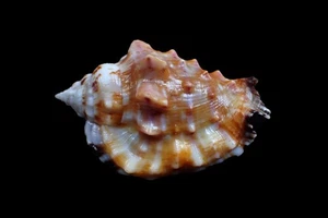 Tatskieshells Marine Shells - Lentigo pipus 62mm - NICE COLOR! - Picture 1 of 3
