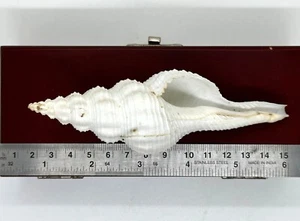 Distaff / Husillo de cola larga (Fusinus Colus) --5,00 x 1,50 pulgadas aprox./~ 125 mm - Imagen 1 de 2