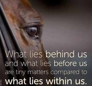 Inspirierender Pferd Kühlschrankmagnet 3 1/2"x 3 1/2" - Bild 1 von 1