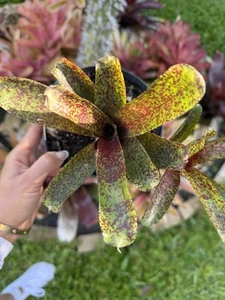 Bromeliads Neoregelia “Mo Pepper” (Pup Included) - Picture 1 of 3