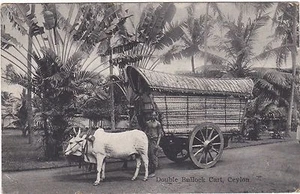 CEYLON ETHNIC DOUBLE BULLOCK CART POSTCARD - Picture 1 of 1