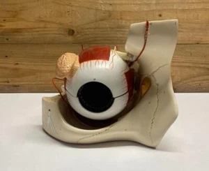 Denoyer Geppert Anatomical Eye In Orbit - Picture 1 of 12