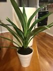 A Cup Pandan Leaves Live Plant(Lá D?a) 9-15 Inches From Roots - Plant