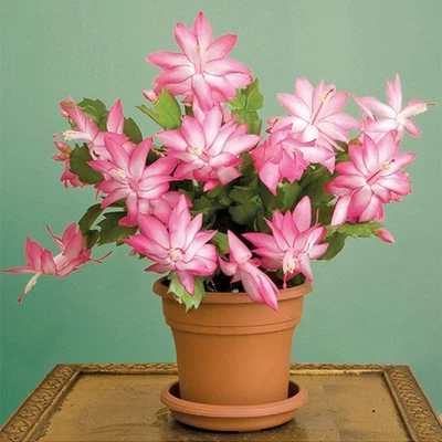 1 PIANTA DI SCHLUMBERGERA CACTUS DI NATALE IN VASO 9CM COLORE A SCELTA