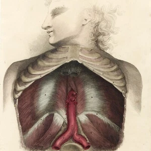 SELTEN 1822 LIZARS ANATOMIE handkolorierte Folio Gravur PL IV, THORAX VISCERA - Bild 1 von 6