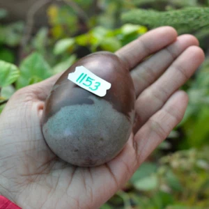 Wonderful Pattern Egg Shape Narmadeshwar Natural Narmada River Egg Stone-1153 - Picture 1 of 6