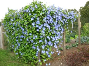 25 MORNING GLORY HEAVENLY BLUE SEEDS  15 ft FRESH HARVEST FOR GARDENS - Picture 1 of 1