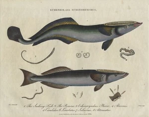 FISCHE UND FISCHFANG - "Echeneis, and Echinorynchus" - kol. Kupferstich 1803 - Picture 1 of 2