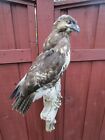 Taxidermy 1 Coopers Hawk
