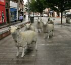 Photo 6X4 Small Flock Of Sheep Lockerbie This Ram And Four Sheep (Plus Tw C2019