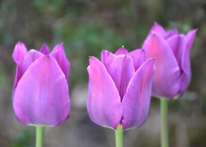 Tulip Bulbs Fresh Garden Bulbs All Season Planting Available 10PCS Purple Flower
