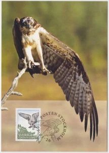 Schweden Maxi 2009, Vogel, Fischadler, neuwertig - Bild 1 von 1