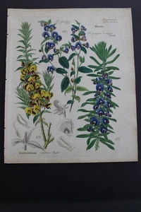 Antique Botanical, Dietrich, Hand Color, 1840, Germany - Picture 1 of 1