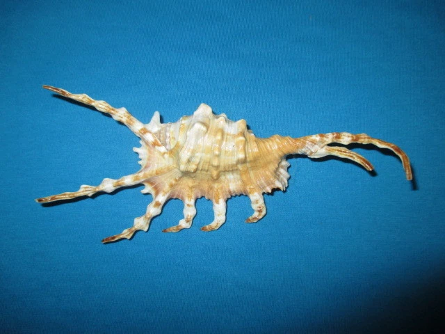 HUGE Lambis scorpius, 154mm length (6. inch) Nice color - Image 1 of 1