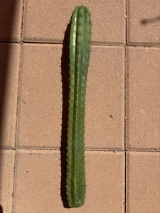 pachanoi columnar cactus TAOL 20” long by 2” wide - Picture 1 of 4