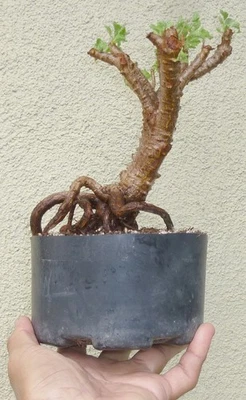 Pelargonium xerophyton Desert Geranium Pre Bonsai Dwarf Fat Trunk Succulent - Image 1 of 4