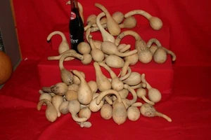 GOURDS 15  SHORT HANDLE SPOON   GOURDS (  CLEANED AND DRIED  ) - Picture 1 of 4