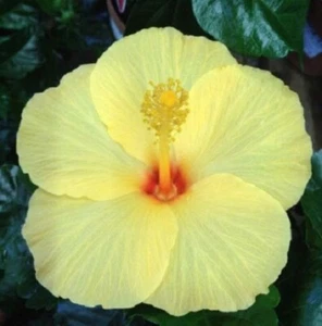 20 Light Yellow Hibiscus Seeds Flowers Flower Seed Perennial Bloom 22 US SELLER - Picture 1 of 12