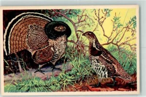 39281377 - Auerhahn Ruffed Grouse sign. Lynn Bogue Hunt Americas Wildlife - Bild 1 von 2