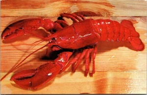 Langosta recién hervida Nueva Inglaterra cromo brillo línea postal UNP cromo - Imagen 1 de 2