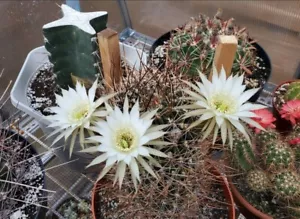 Echinopsis ferox | Lobivia ferox (20 seeds) - Picture 1 of 6