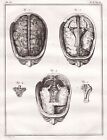 Tête Anatomy Anatomie Médecine Engraving Gravure Sur Cuivre Buffon 1780