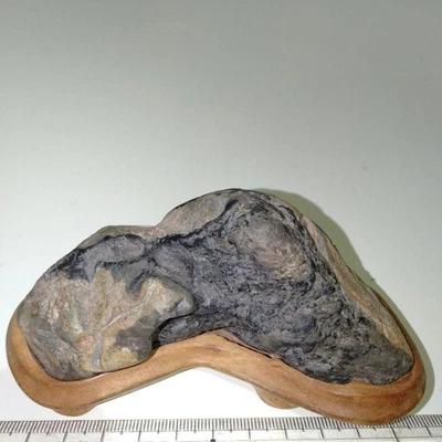 Piedra japonesa SUISEKI 3,9 pulgadas roca de visualización natural BONSAI de Ehime Foto 1 de 4