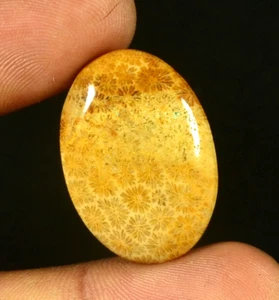CORALLO FOSSILE NATURALE CABOCHON PIETRA PREZIOSA FOSSILIZZATA SFUSA 24,70Ct #24 - Foto 1 di 6