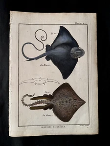 BONNATERRE - RAY, SKATES - PL.4 - FOLIO ORIGINAL HC FISCHDRUCK - GEDRUCKT 1788 - Bild 1 von 1