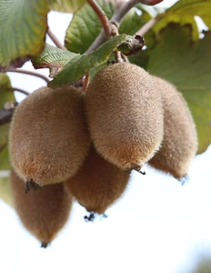 1 x Kiwi Kivite® - Actinidia deliciosa 'Kivite' - pianta - Foto 1 di 2