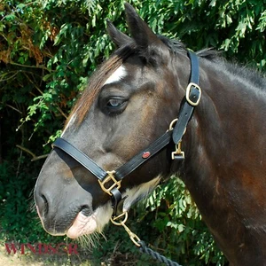 Leder Kopfband von Windsor Equestrian schwarz, Havanna Messingschnallen/Beschlag - Bild 1 von 9
