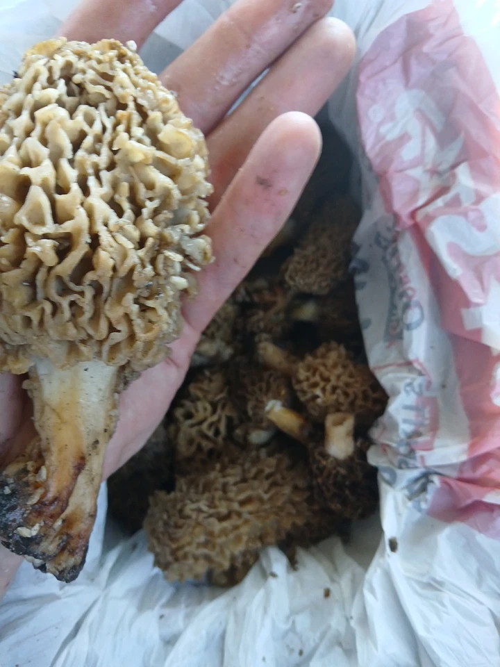  Fresh Morel Mushrooms  - Image 1 of 1